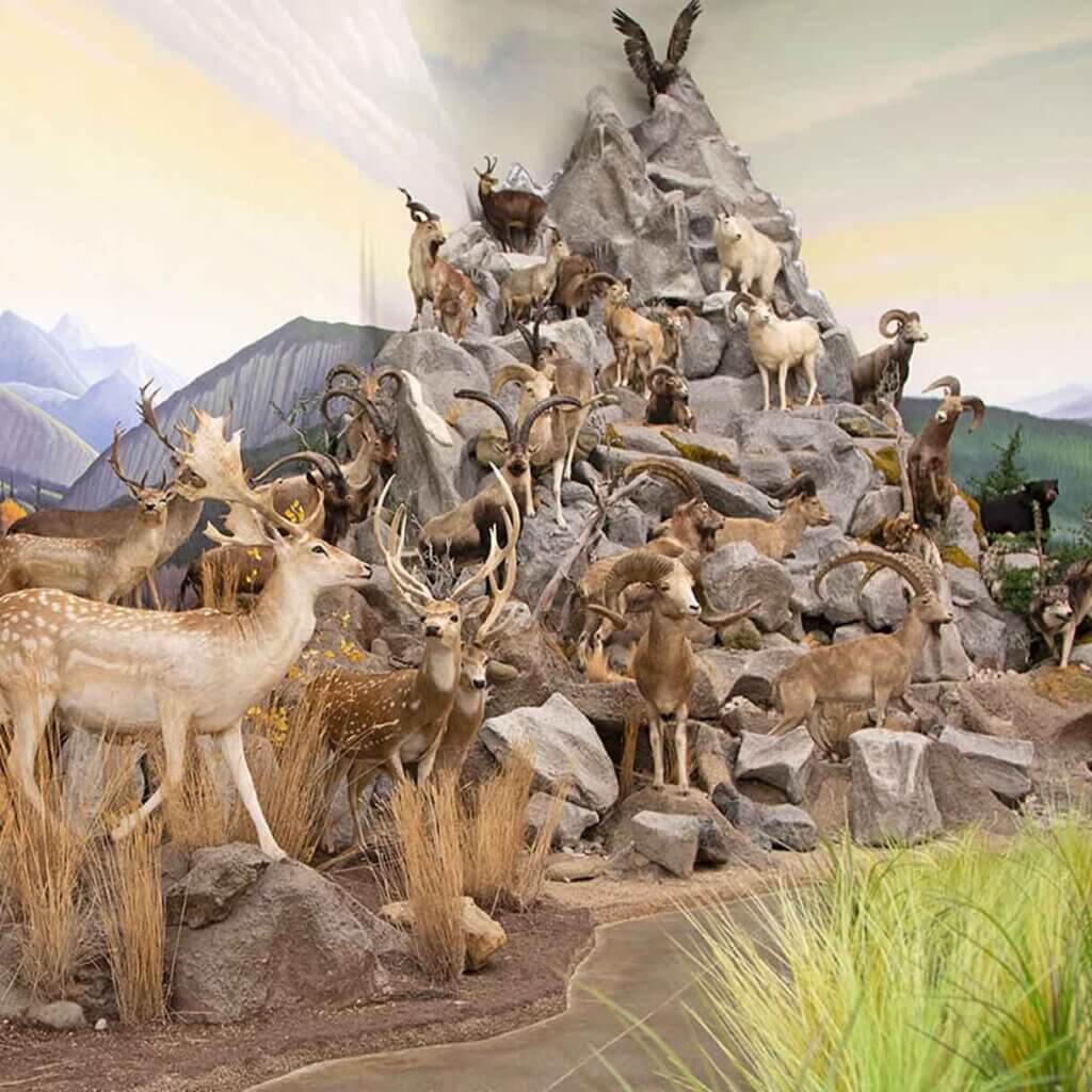 a wildlife display at the northeastern nevada museum in elko