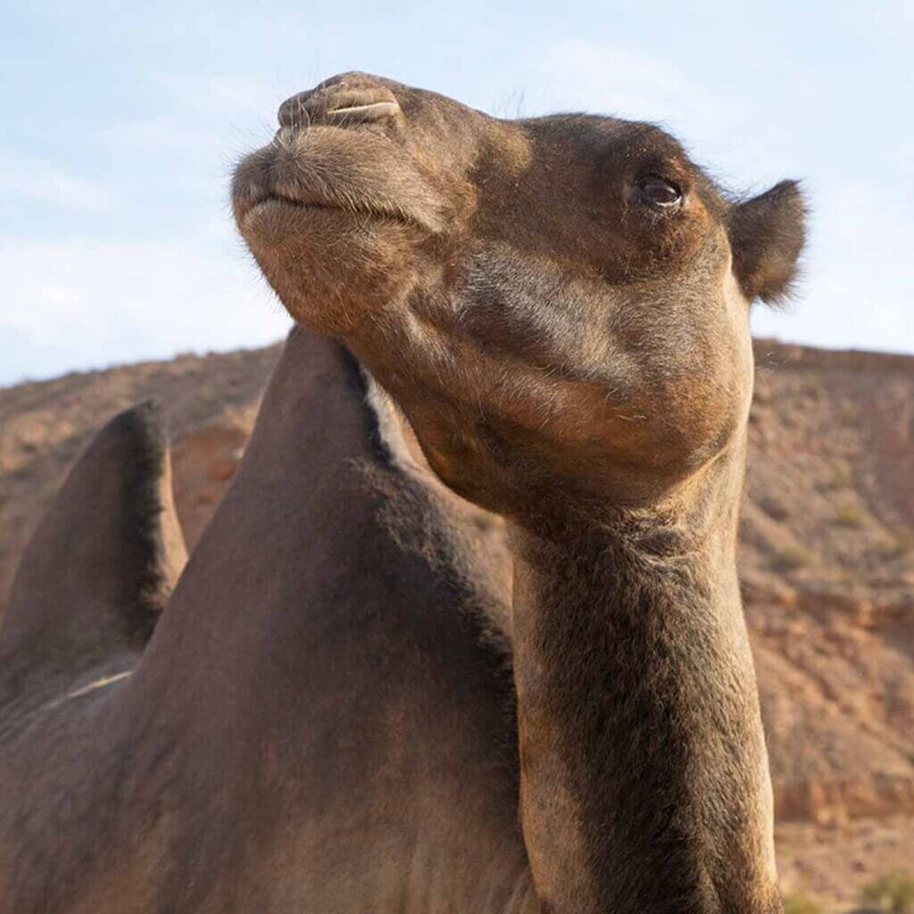 a camel at the wildlife animal preserve