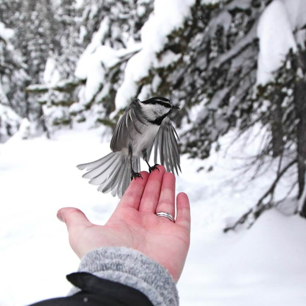chickadee landing on hand