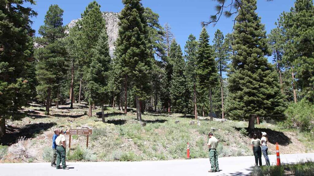 group scouting trees at spring mountain