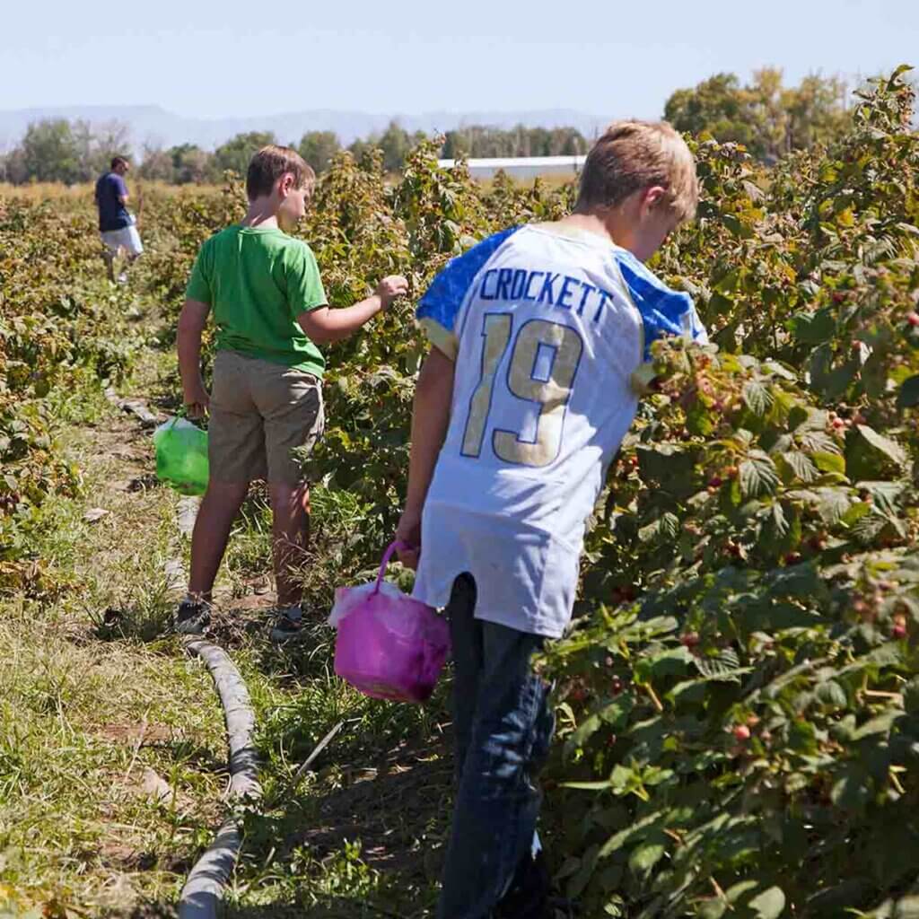 kids picking fruits at lattin farms