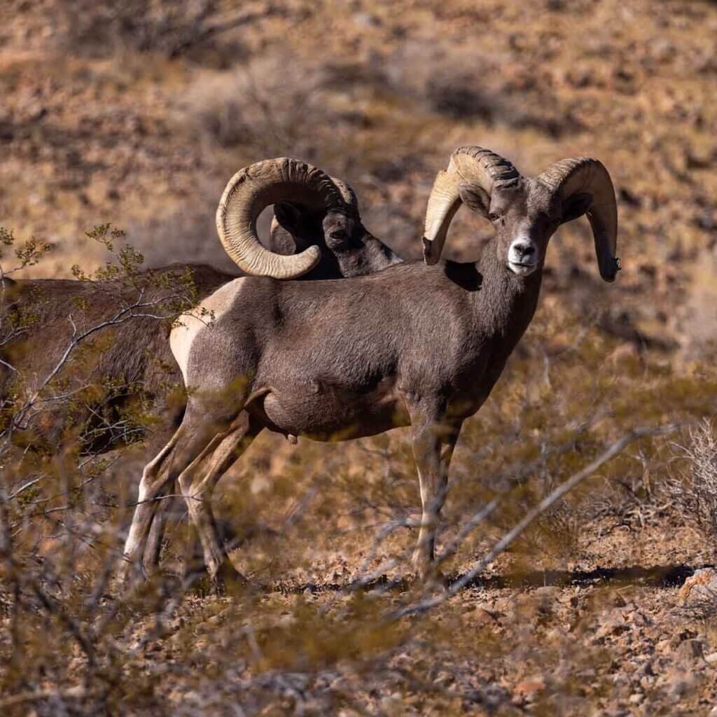 two bighorn sheep near las vegas southern nevada