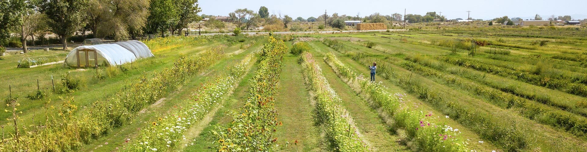 yellow petal flower farm in fallon nevada