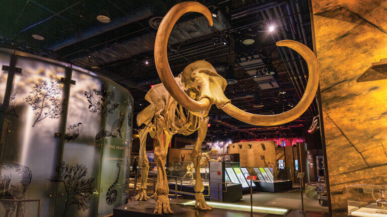 mastadon at nevada state museum in las vegas
