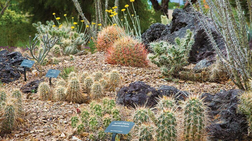 mojave garden at the springs preserve in las vegas nv