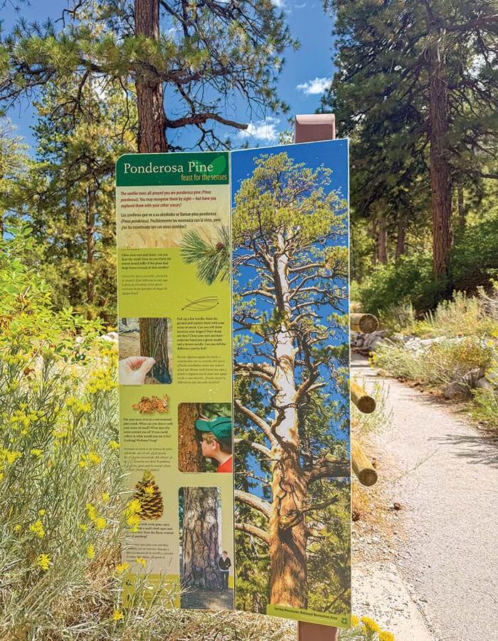 ponderosa pines spring mountains