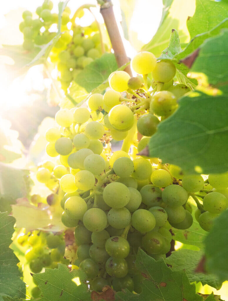 grapes from nevada vineyard