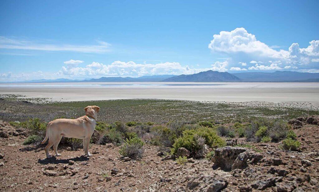 dog at black rock desert in nevada