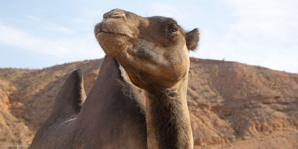 nevada camel safari