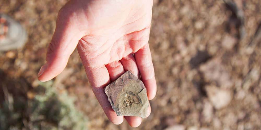 trilobite found at oak springs in nevada