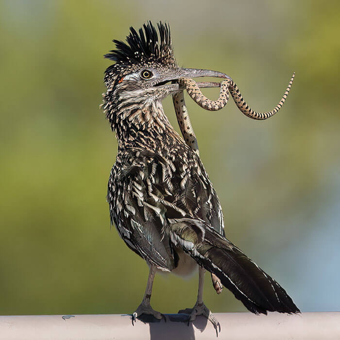 2026 great nevada picture hunt birds runner-up julie jay photo of a roadrunner eating a snake