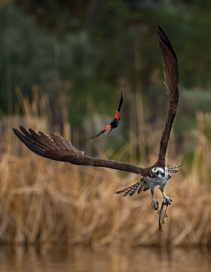 2026 great nevada picture hunt birds winner matt aguilera photo of a red wing black bird and lahontan cutthroat trout
