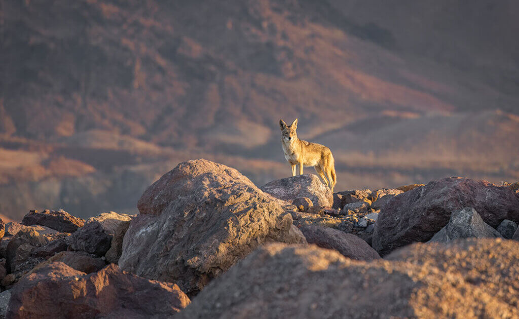2026 great nevada picture hunt wildlife winner julie jay photo of coyote in southern nevada