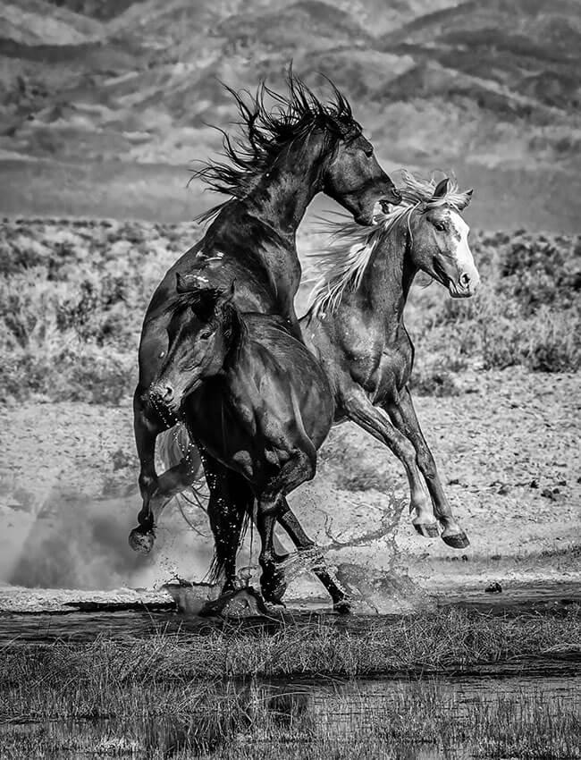 2026 great nevada picture hunt wildlife runner up steve o'melia photo of wild horses near goldfield