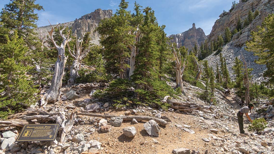 bristlecone pine interpretive trail at great basin national park near ely and baker nevada